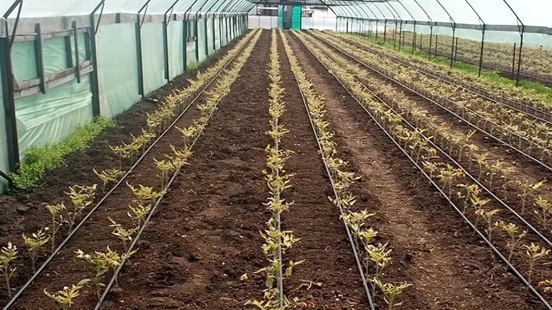Understanding what to do if tomatoes burn in a greenhouse – how to save your harvest