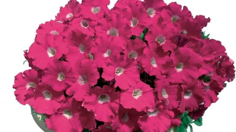 Description, varieties, and cultivation of Gioconda petunia