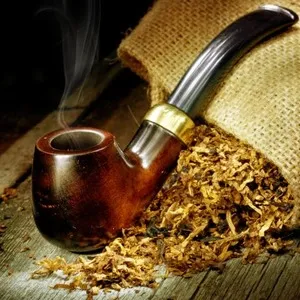 Step-by-step guide on how to grow Virginia 202 tobacco
