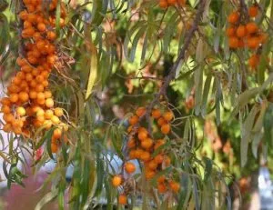 How and what to feed sea buckthorn in summer: a beginner's guide