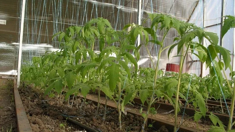Rules for feeding tomatoes in a greenhouse: which fertilizers and when to use for a rich harvest