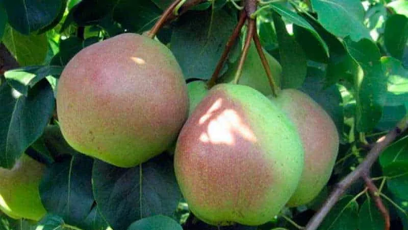 Dessert Pear