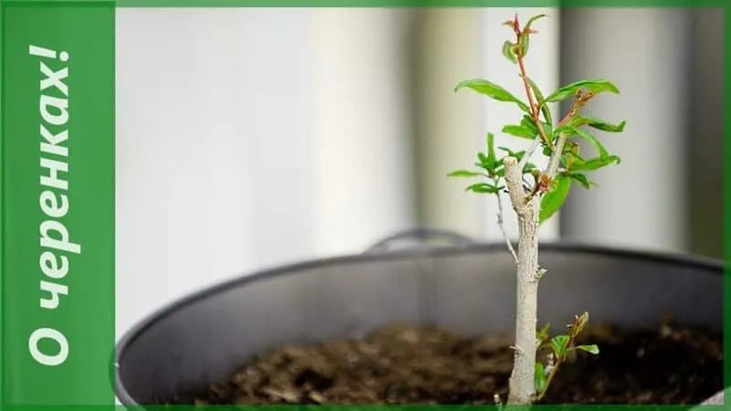 How to grow a pomegranate at home: care tips