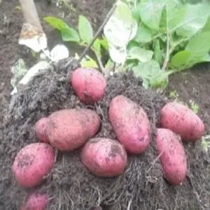 A high-yield and flavorful German potato variety "Merlot" with demanding care requirements