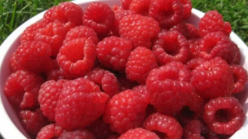 Characteristics and description of the best raspberry varieties
