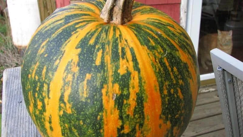 Features of growing hulless pumpkins and which seeds to consider