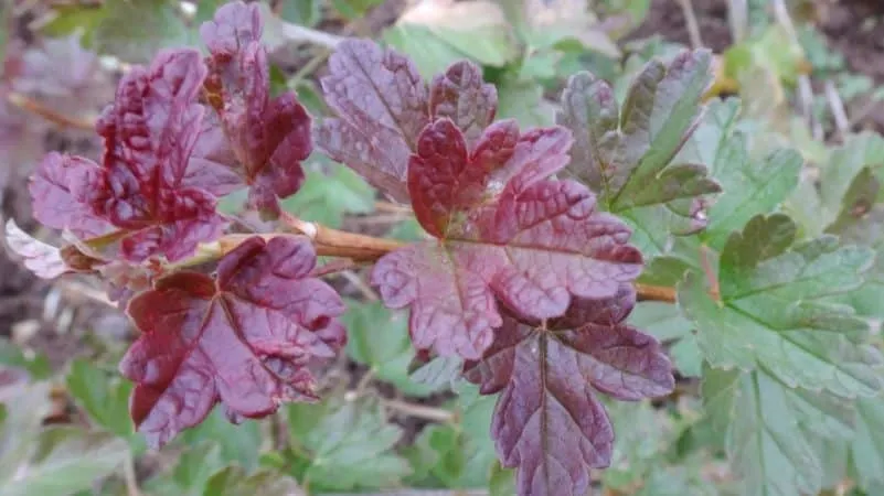 Why spots appear on gooseberry leaves