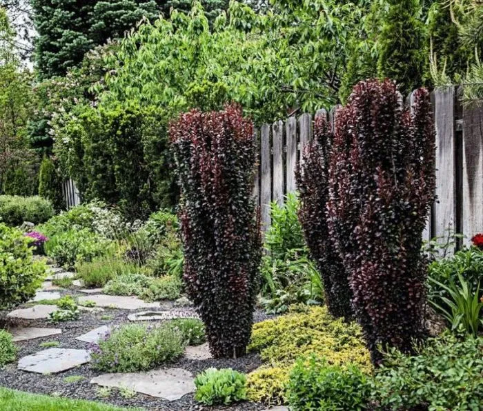 Correct use of barberry in landscape design for maximum aesthetics