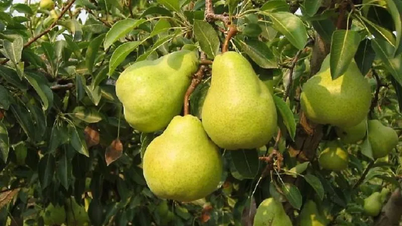 Summer Duchess Pear