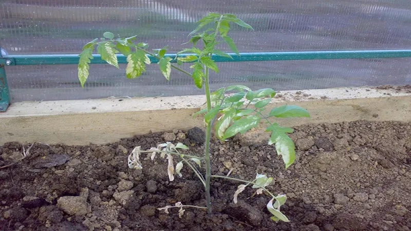 Understanding what to do if tomatoes burn in a greenhouse – how to save your harvest