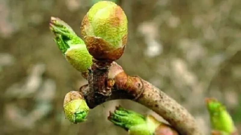 Bud mite on currant