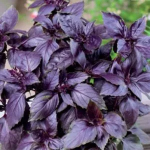 Review of the purple basil variety 'Ararat'