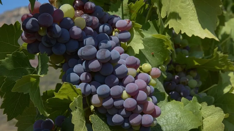 Table, technical, autochthonous Georgian grape varieties