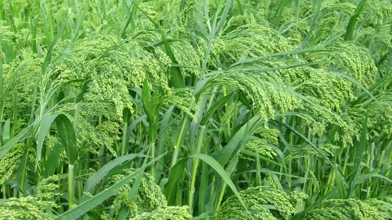 What is millet, how it grows, and its uses