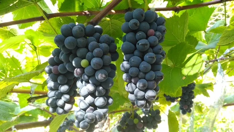 georgian wine grape varieties