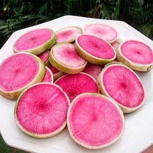 Unusual in appearance and pleasant in taste: the benefits and cultivation of watermelon radish