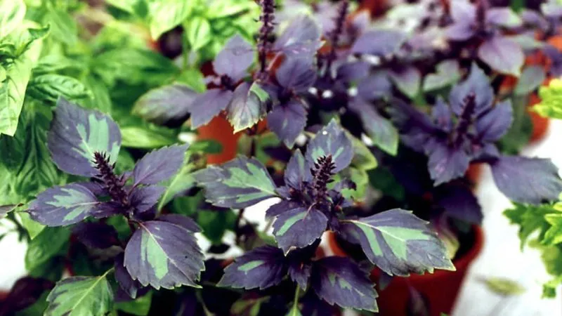 Review of the purple basil variety 'Ararat'