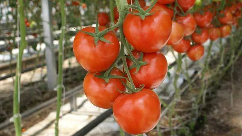 Determinate vs. indeterminate tomato varieties: differences, advantages, and disadvantages