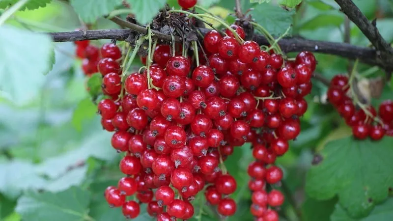 Why black currants are black
