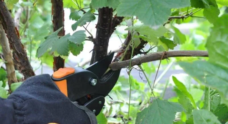 How to properly prune currants in summer and why it's necessary