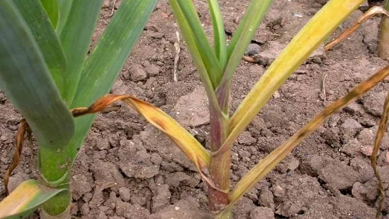 Treating garlic diseases and pests: effective methods and preventive measures