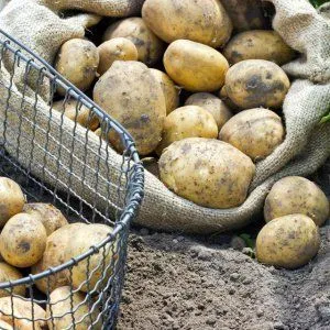 Potato propagation methods