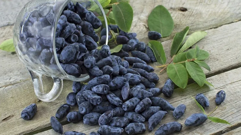 Best varieties of edible honeysuckle