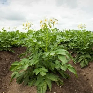 Low-maintenance, high-yield Agatha potato variety