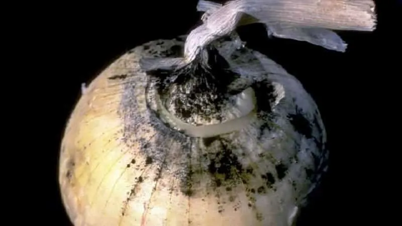 Bacterial rot in onions
