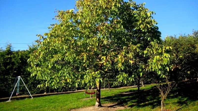 How to properly grow a walnut tree at home