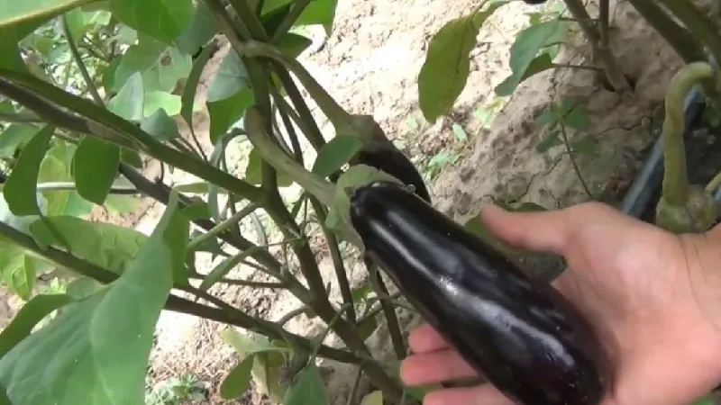 A gift from modern breeders - the Fabina F1 eggplant with large fruits and impressive yield