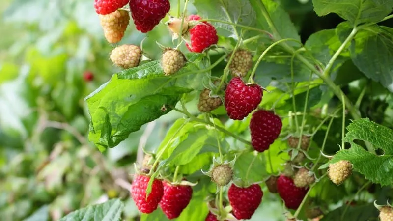 How to ferment raspberry leaves at home