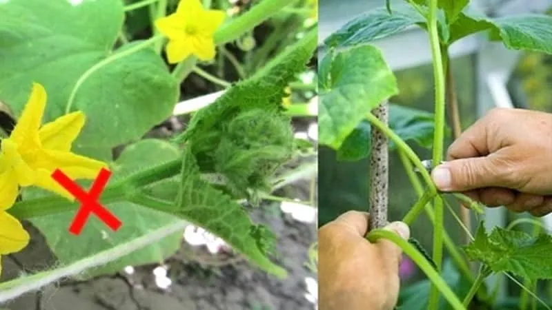 How to properly prune cucumber leaves in a greenhouse and is it necessary?