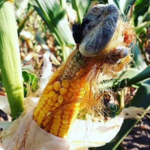 How to combat the most dangerous pests and diseases of corn