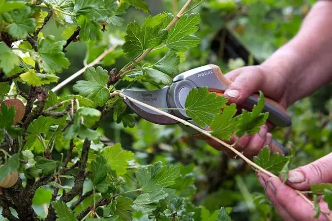 How to properly prune currants in summer and why it's necessary
