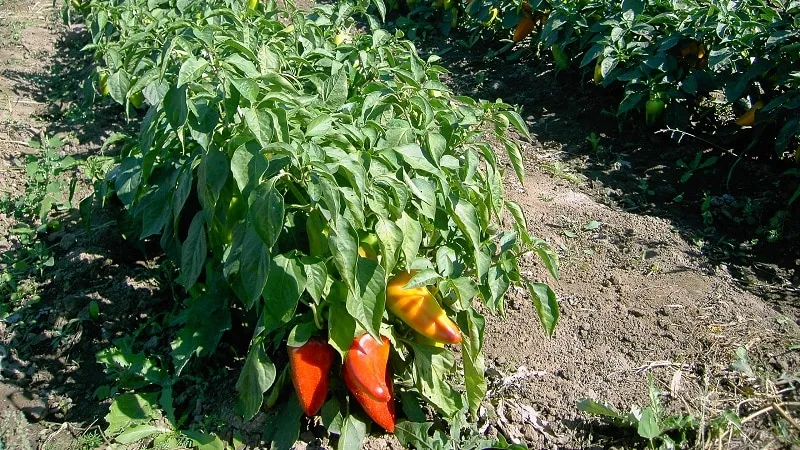 Guide to growing delicious peppers