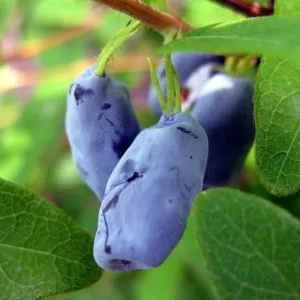Best varieties of edible honeysuckle