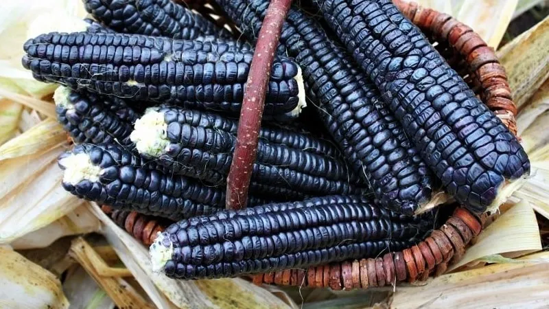 An exotic vegetable with a striking appearance – black corn: properties, culinary uses, and folk medicine applications