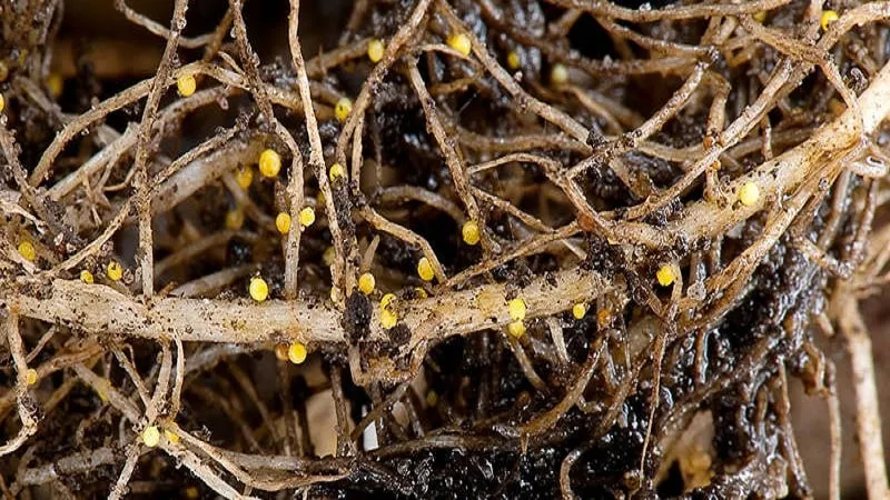 Agronomic control methods