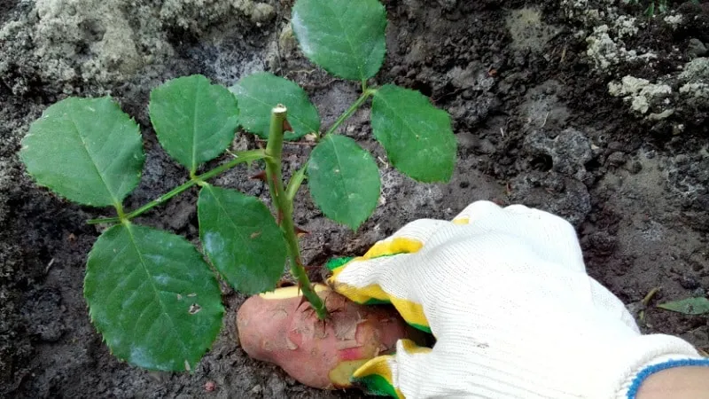 How to properly take rose cuttings in summer (July): step-by-step guide