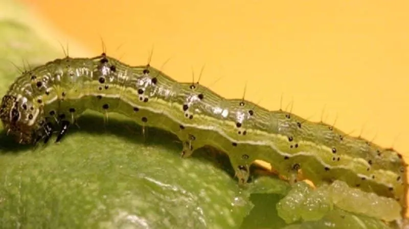 Cutworm damage