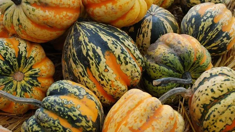 Features of growing hulless pumpkins and which seeds to consider