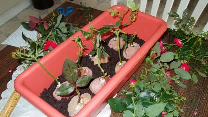 Beginner’s Guide: How to Root a Rose from a Bouquet at Home