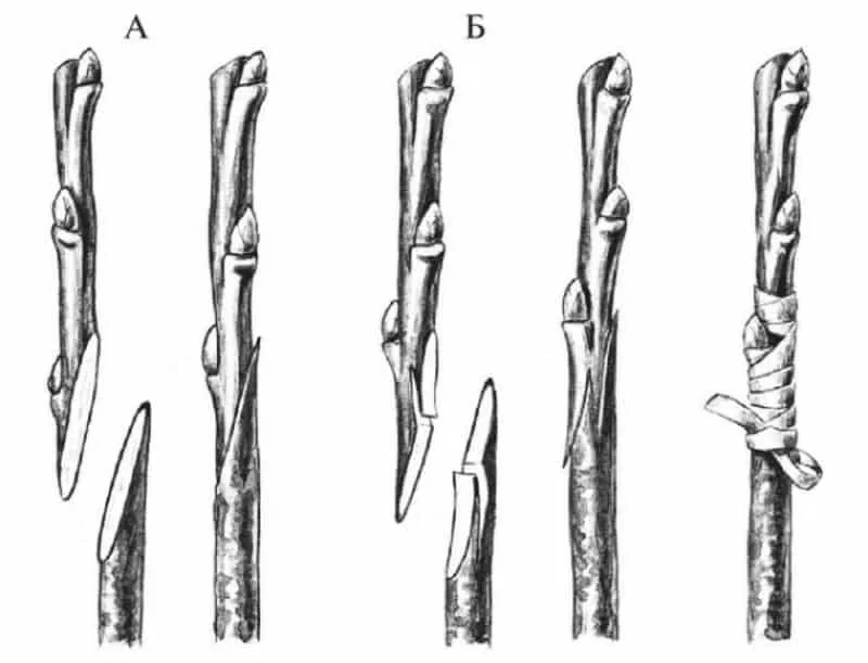 Beginner’s step-by-step guide: how to graft an apple tree in spring