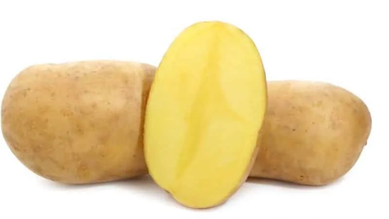 Amazing potato variety "Lileya" with smooth, even tubers and excellent taste
