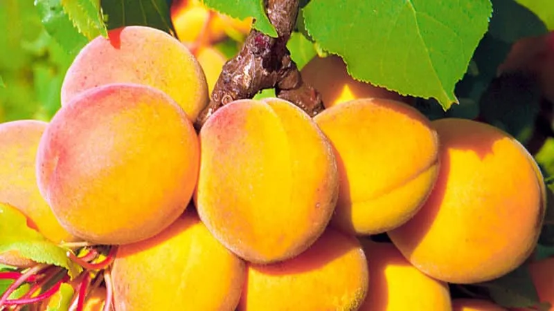 Variety of apricot cultivars for different climates