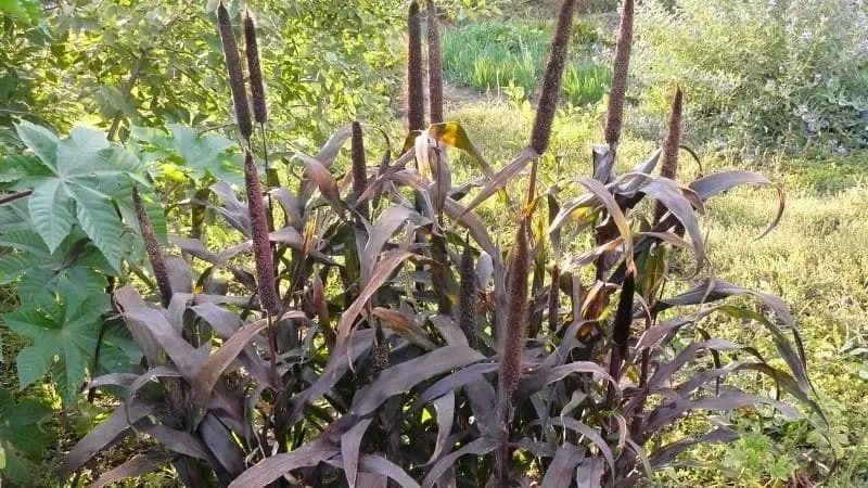 Landscaping with Pennisetum