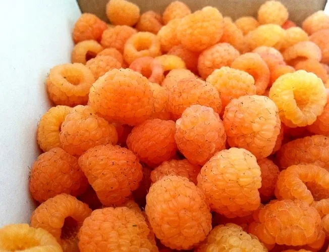Characteristics and description of the best raspberry varieties
