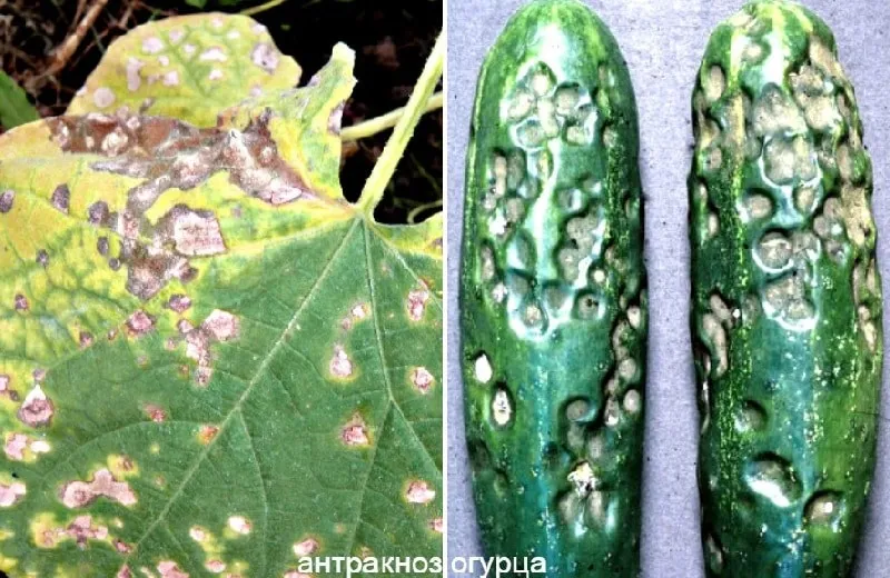 Causes and treatment of cucumber anthracnose: the most effective methods to protect your harvest
