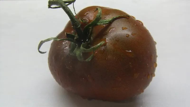 Farmers' favourite among tomatoes: Beefheart tomato, characteristics and description of the variety